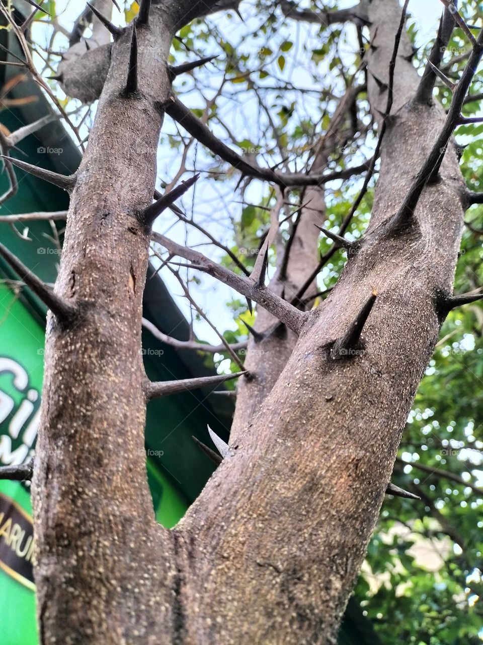 thorns from a lime tree as a form of self-defense