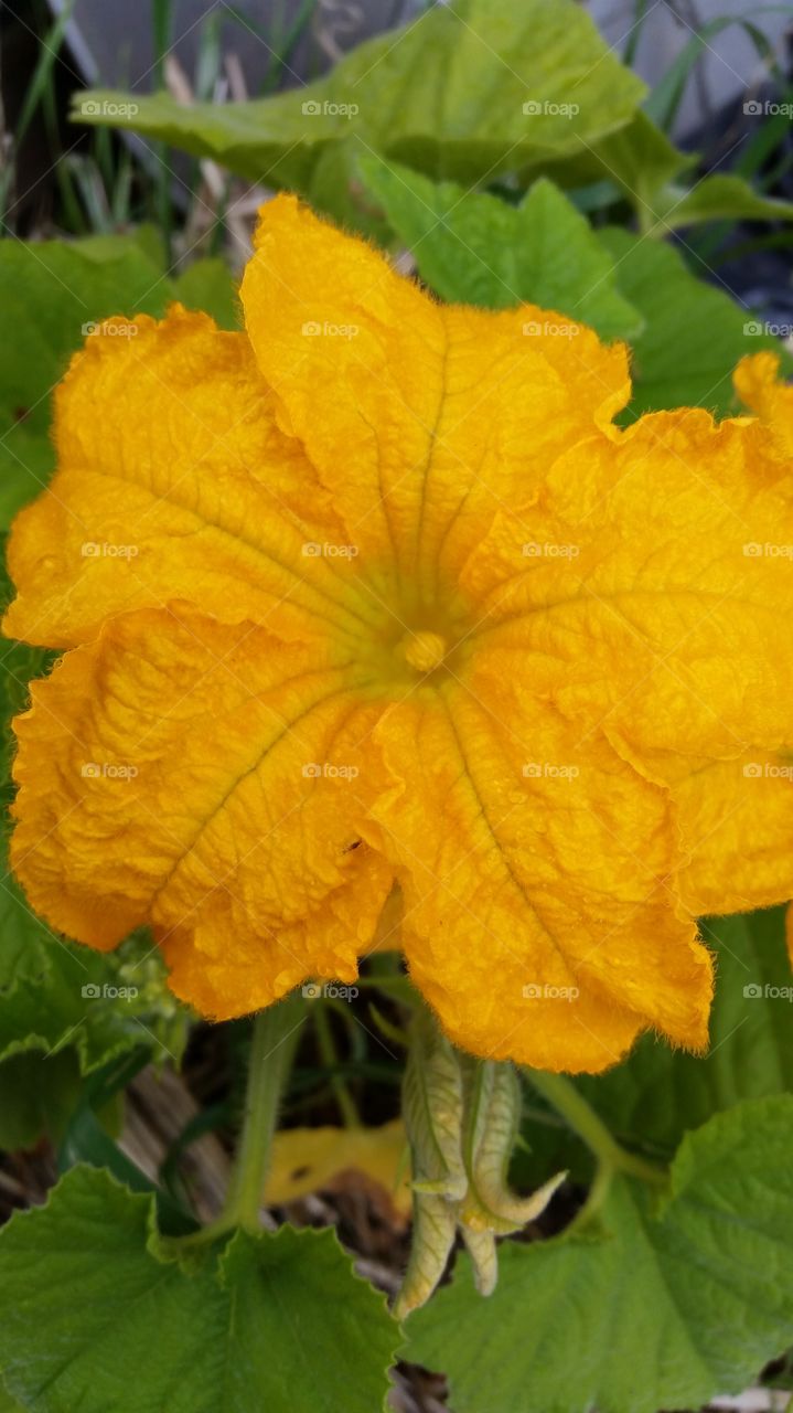 pumpkin blossom close up macro