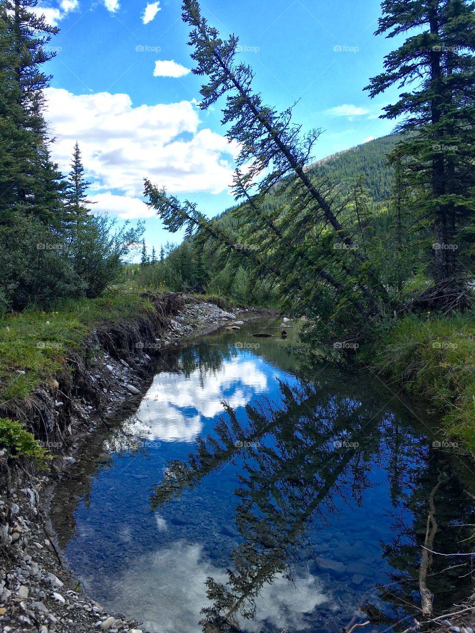Trees look like they are falling over