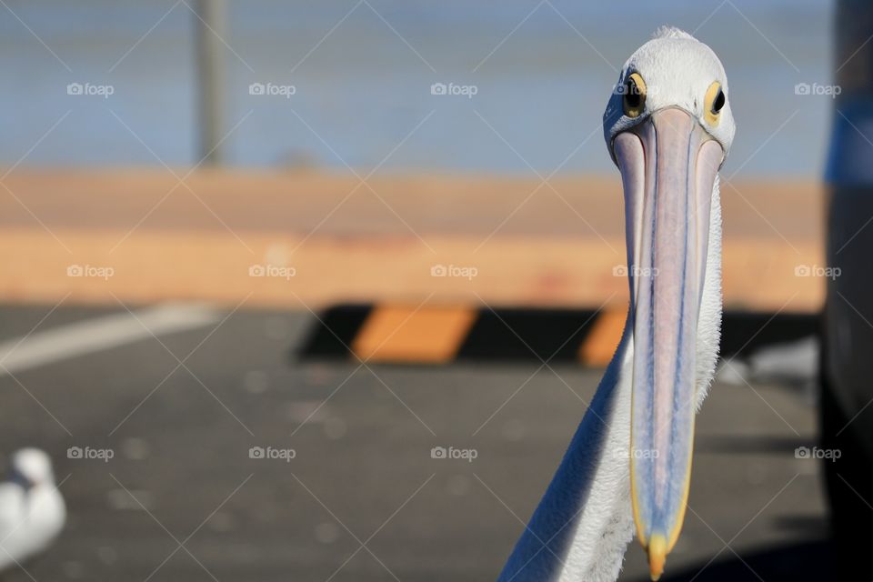 Funny face, large pelican on land by ocean facing camera 