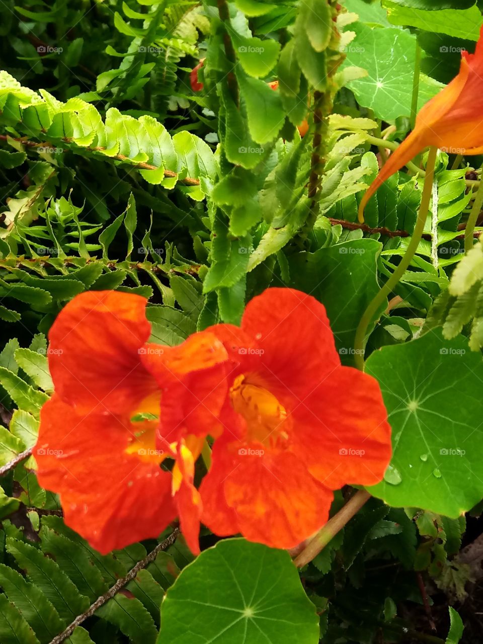 Orange flowers in Summer bloom