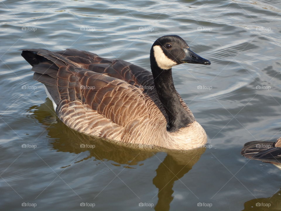 floating Canadian goose. Canadian goose floating in pond