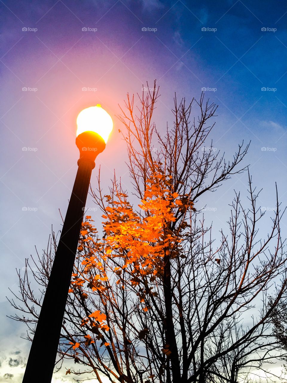 Lamp in fall