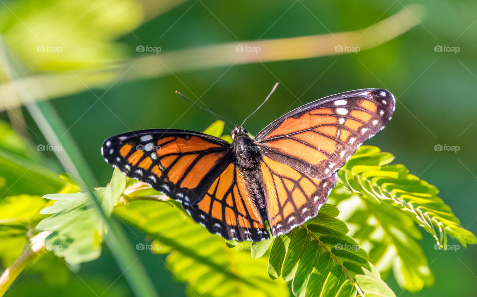 Monarch Butterfly 