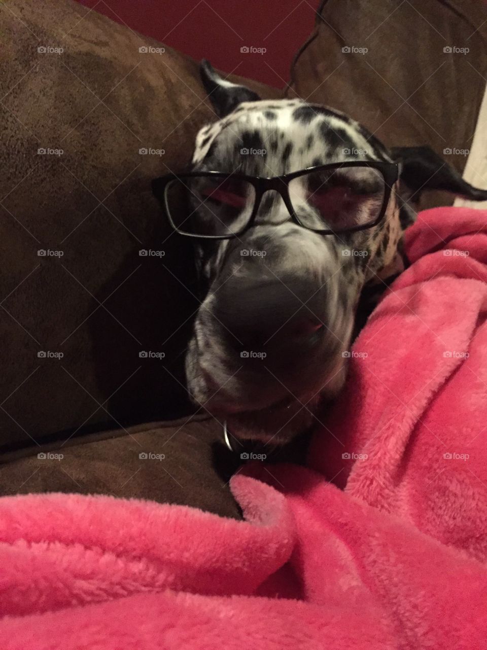 Dog with glasses 