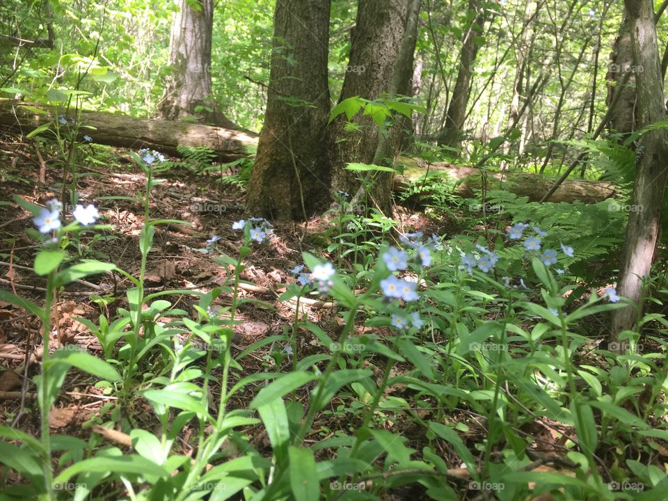 Blue flowers in the wood