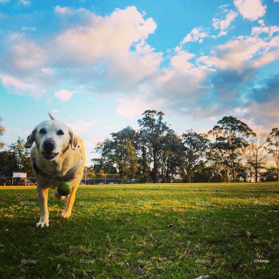 The dog fetching the ball at the park 