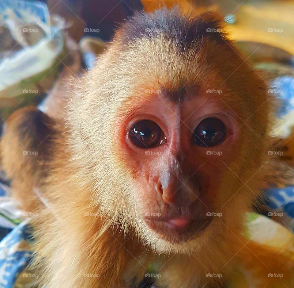 Portrait of young monkey