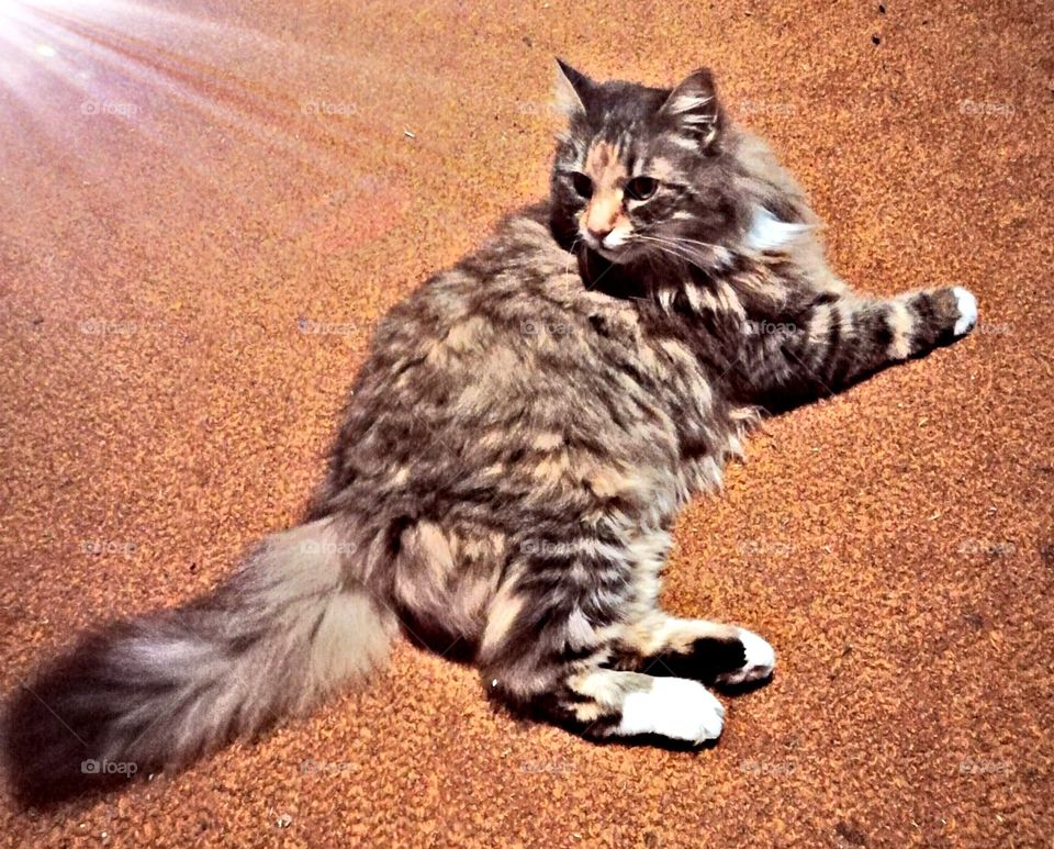 A cat will be your friend, but never your slave.