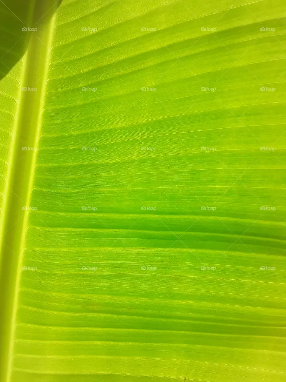 beautiful structure and bright color of the banana leaf. will not leave anyone indifferent