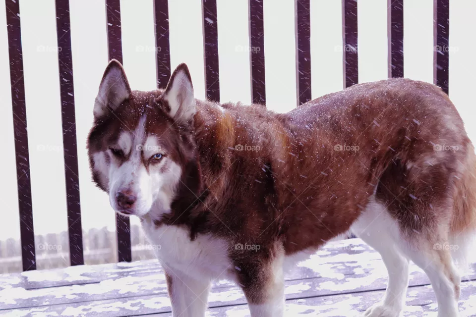 Husky in the snow