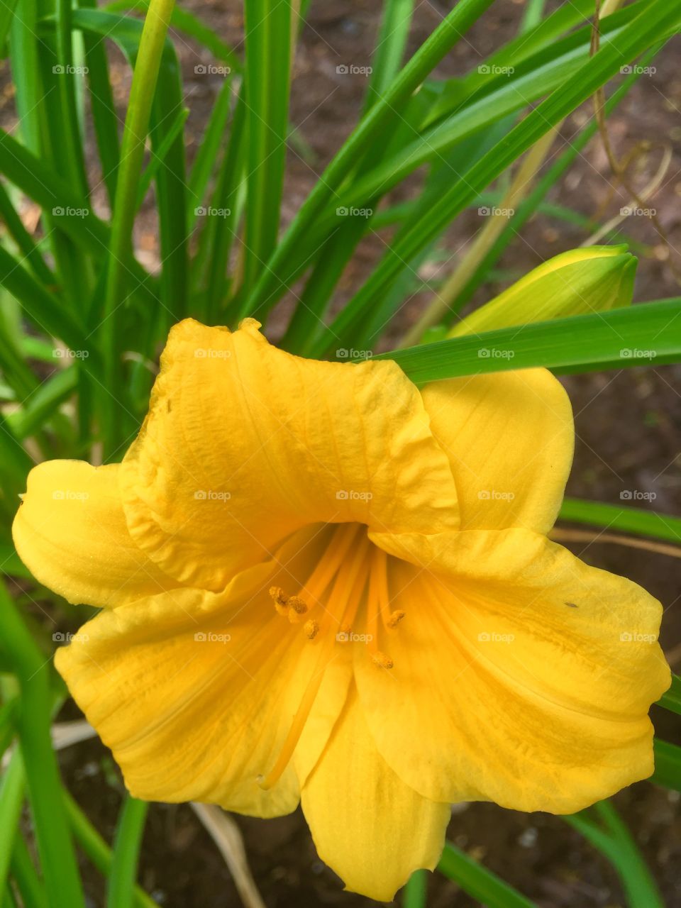 Yellow flower