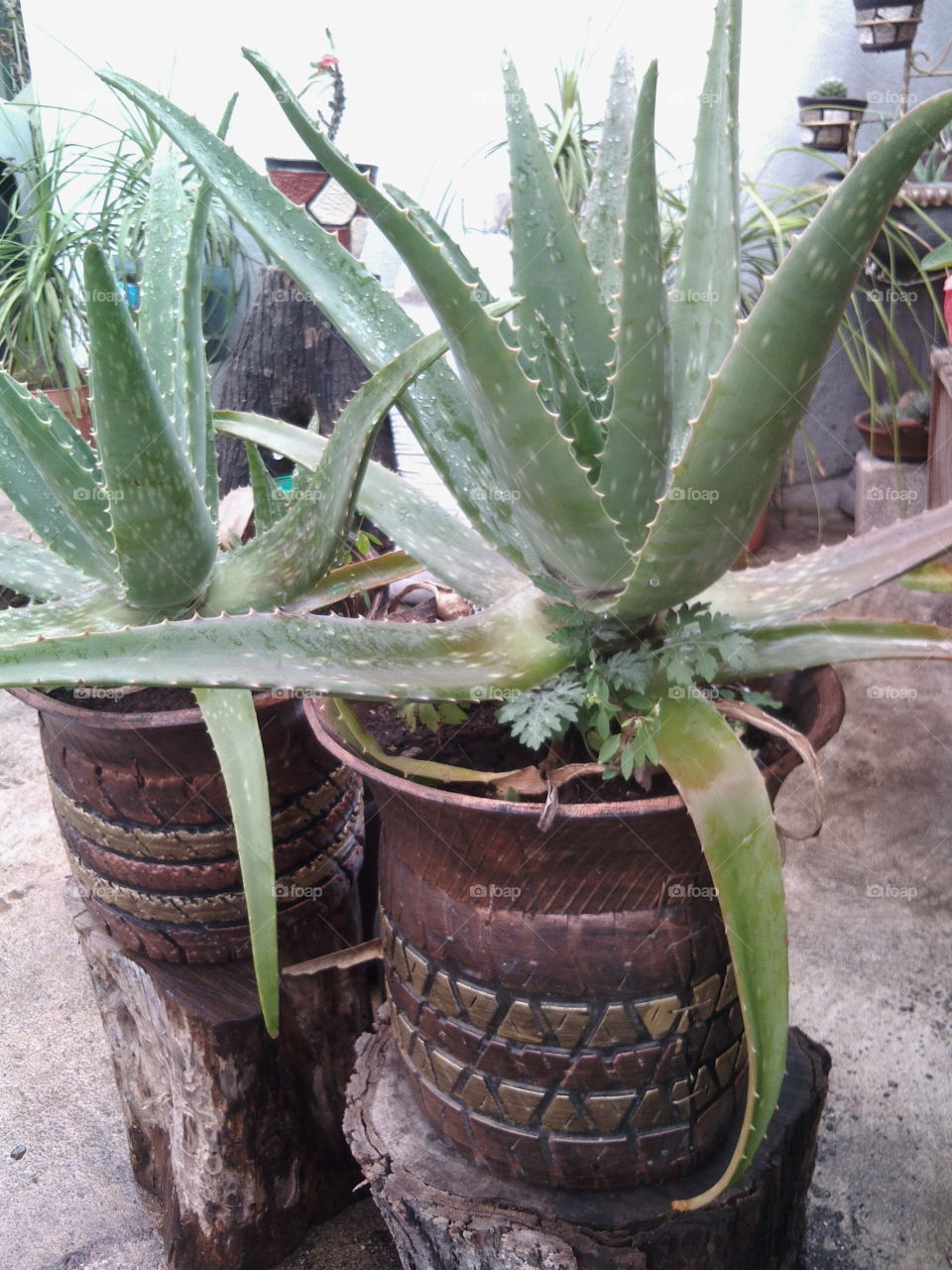 Plants in amazing pots