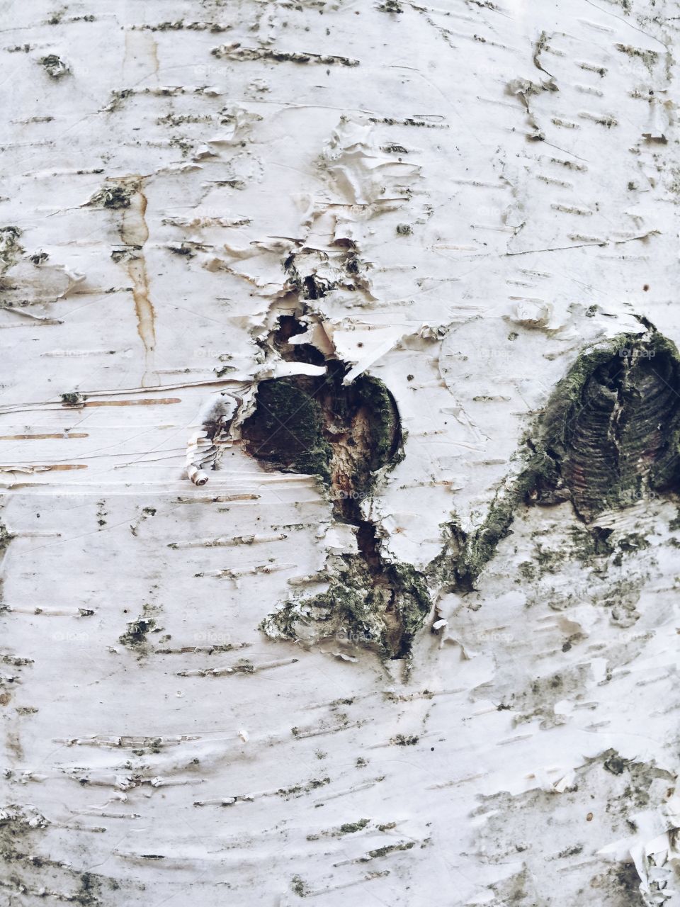 White bark on a tree. White bark on a tree, wood in nature with structure