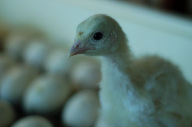 chick