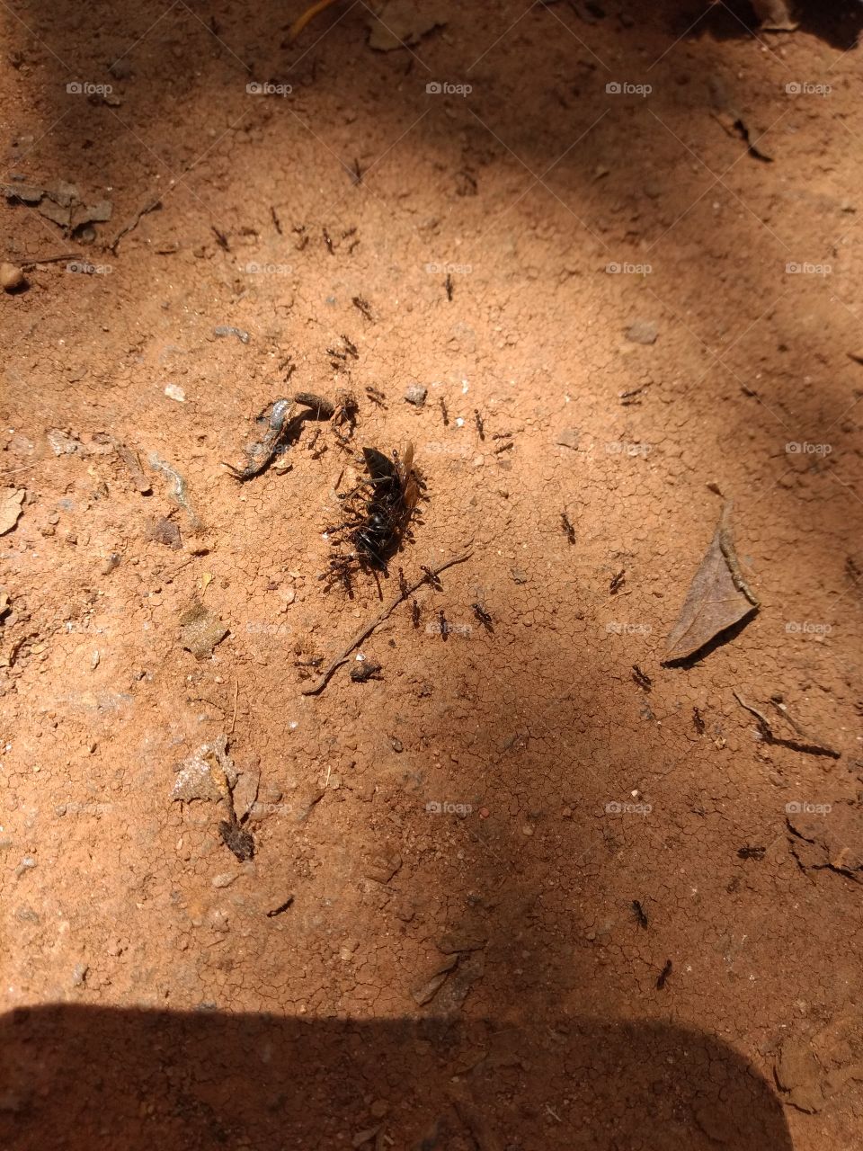 bem vindo foap natureza