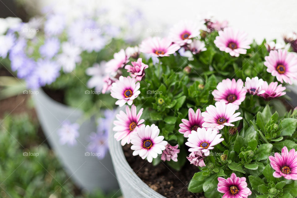 Growing beautiful pink flowers in grey flower pots 