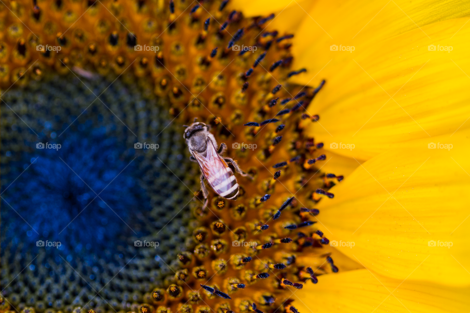 Sunflower and Bee, taken by Macro Lens 100mm f2.8 USM. Camera Canon 5D Mark 2 