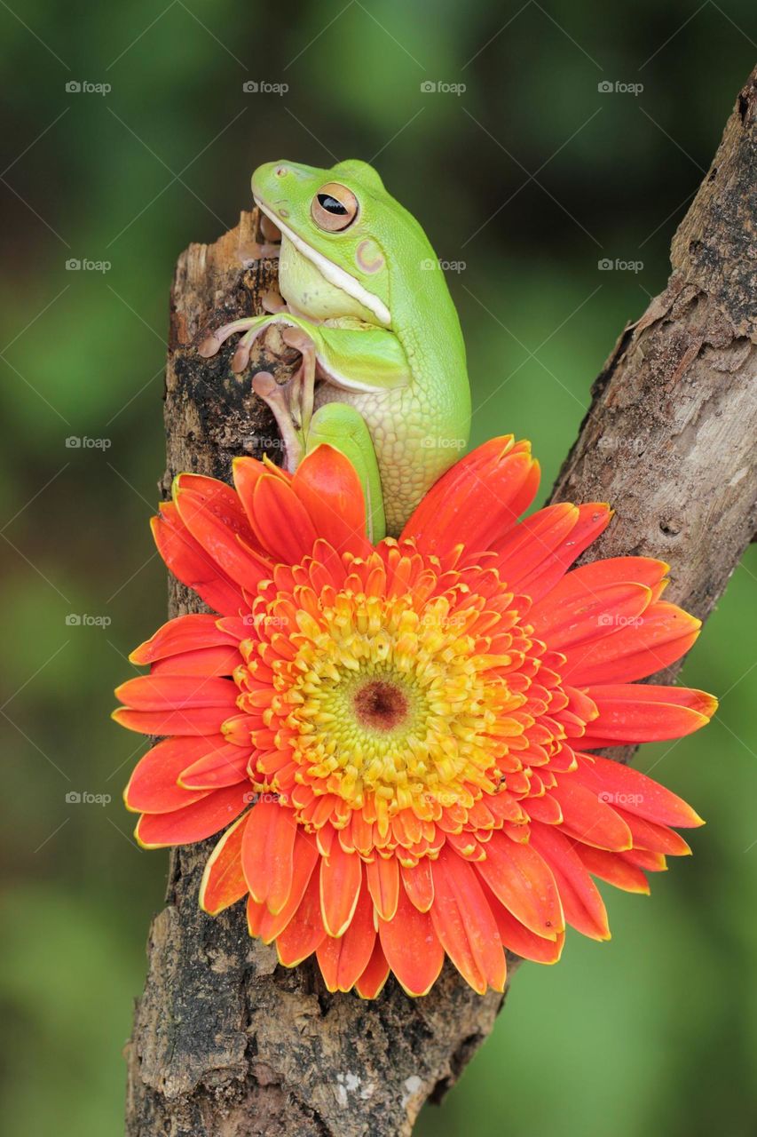 Green Frog and Orange Flower 