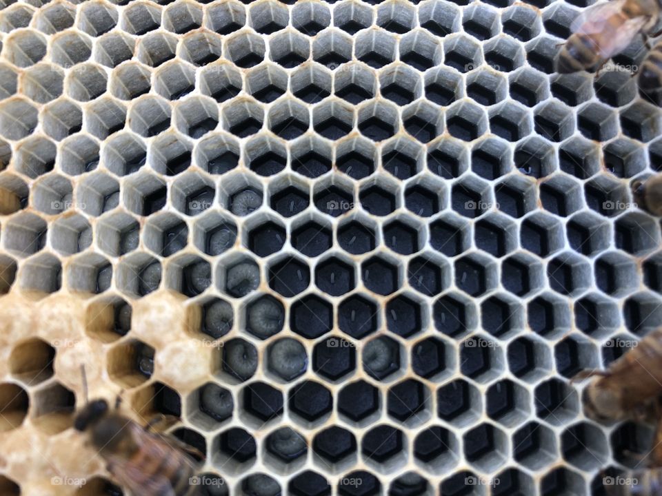 Brood, brood comb, capped brood, Frame, plastic foundation, foundation, wax, bees, bee, beekeeper, Beekeeping, veil, apiary, wood, pallet, bee suit, gloves, egg, eggs, larvae, bee larvae, bee eggs, milk brood