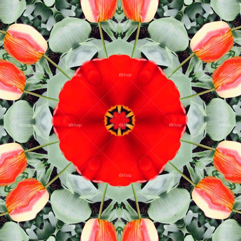 Juxtaposed Tulips