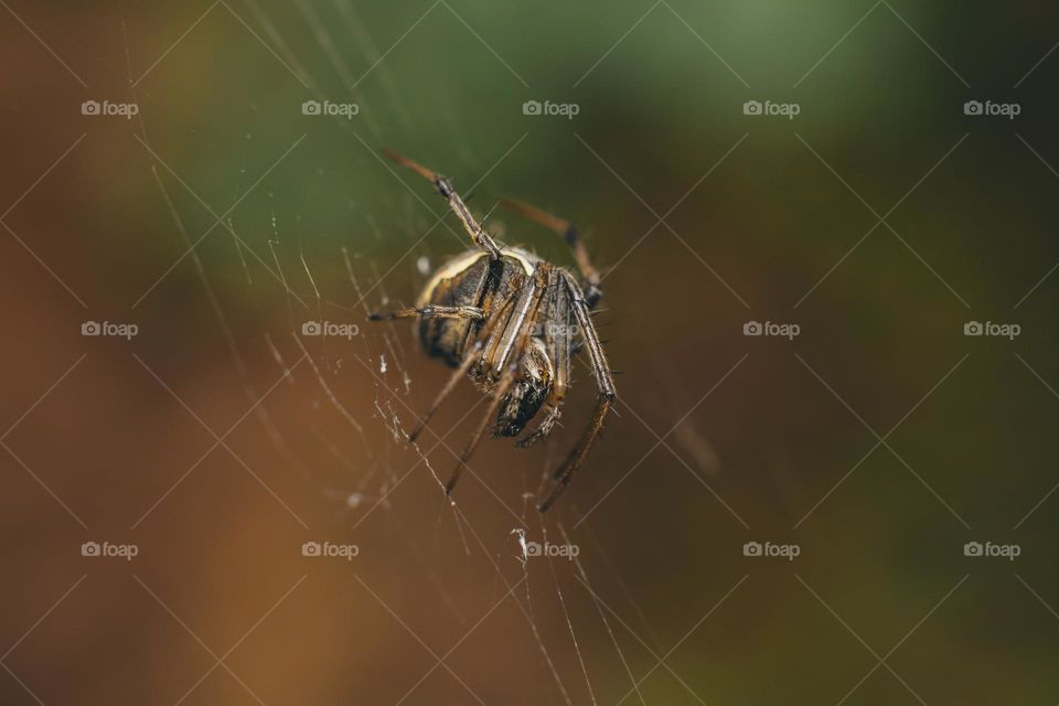 insect macro photography