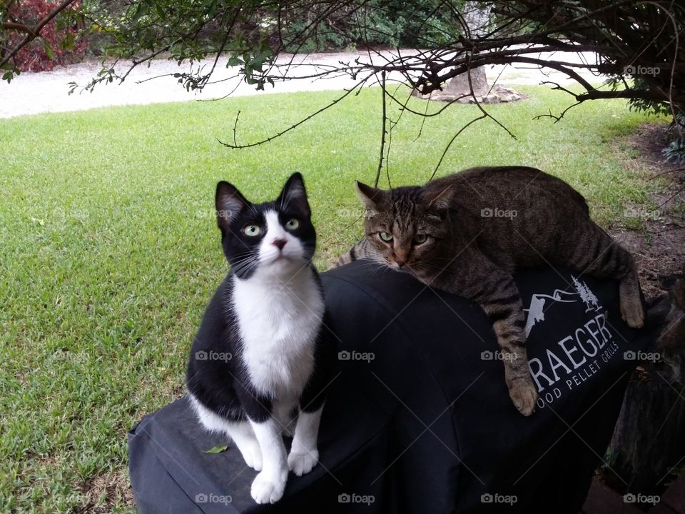 Two Cats on a Grill