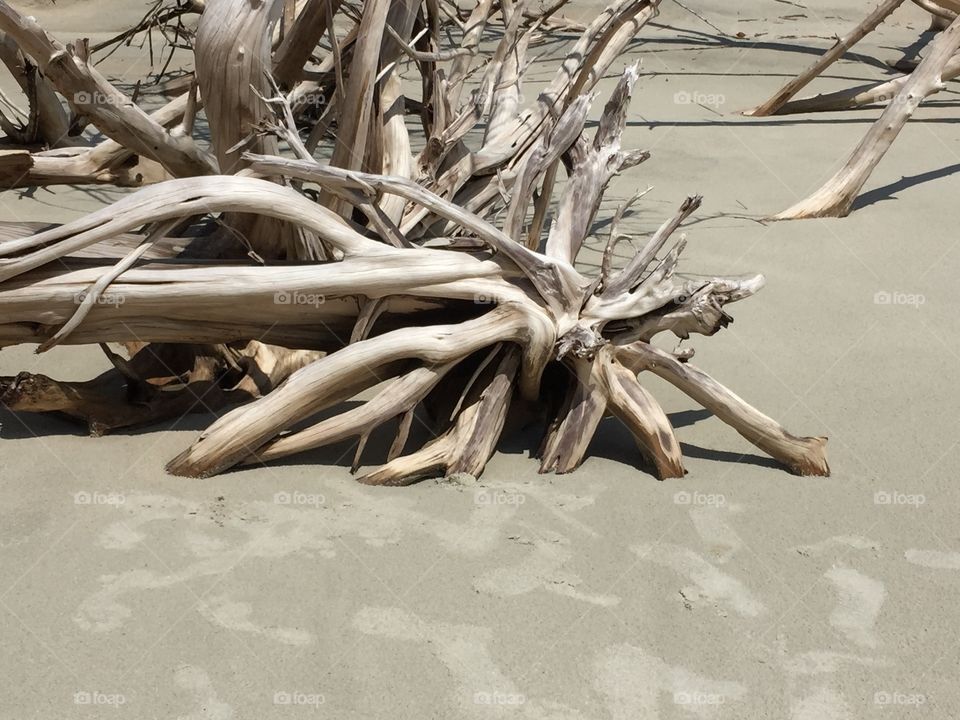 More driftwood 