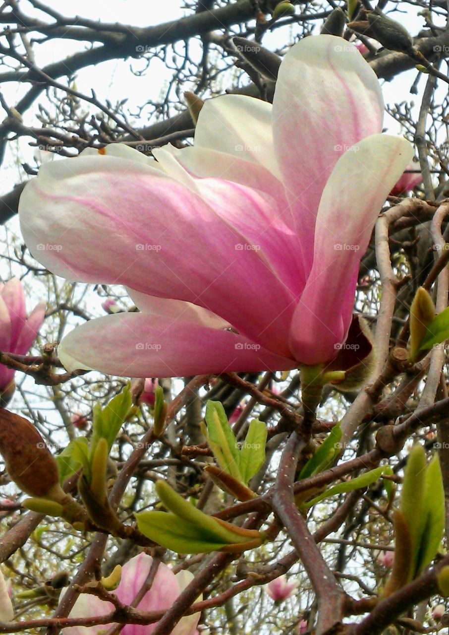 Flower, Magnolia, Branch, Nature, Tree