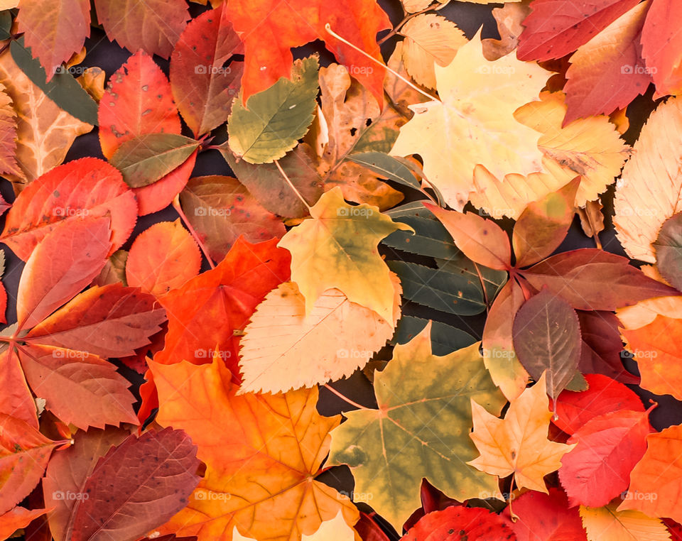 Beautiful colorful autumn leaves for a great mood in the garden