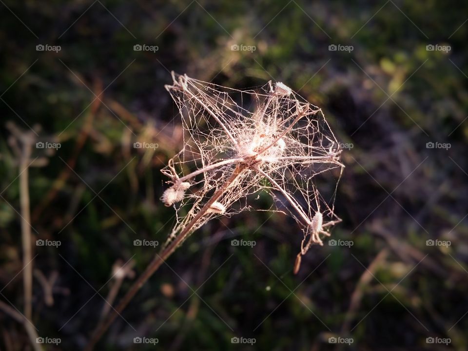 A weed wrapped in a spider Web glowing in the sunshine of summer