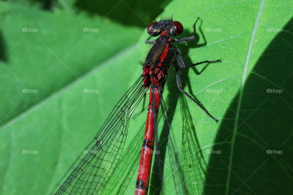 Dragonfly