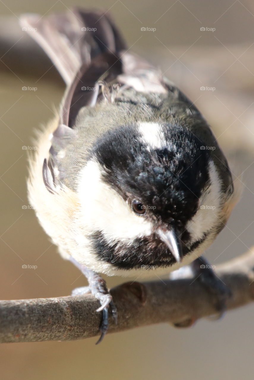 Coal tit