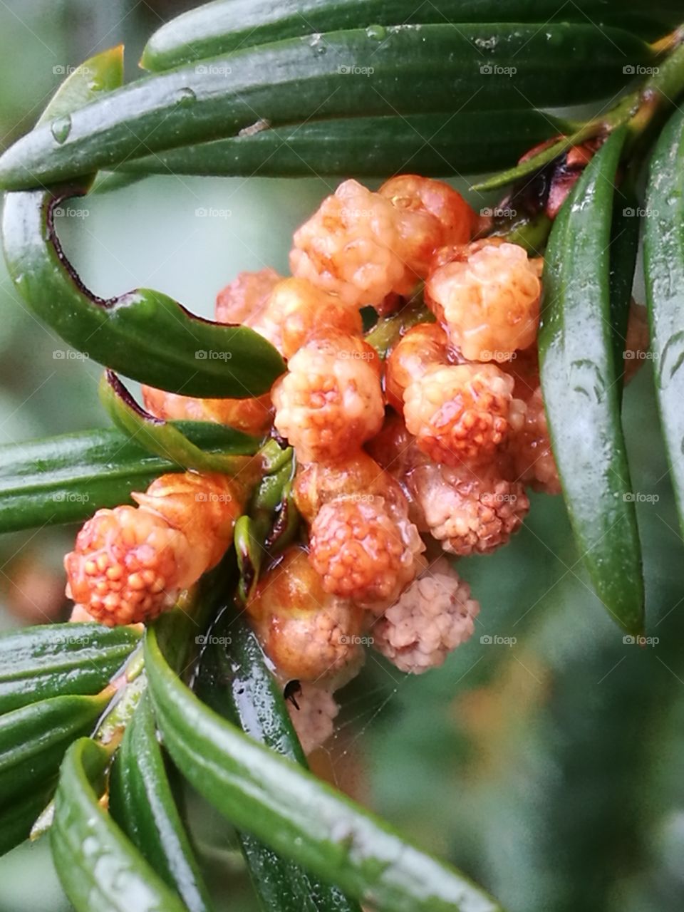 Small Fruit In Spiny Leaves