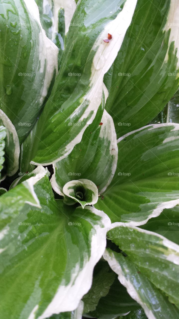 hosta. plants