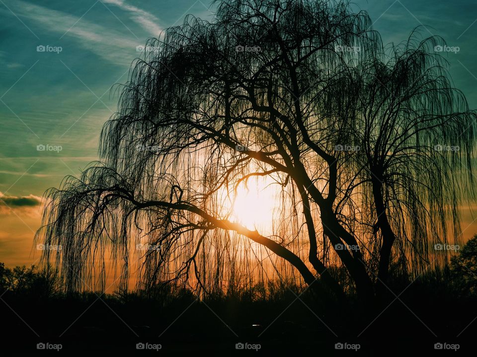 Beautiful sunset behind a weeping willow tree. 