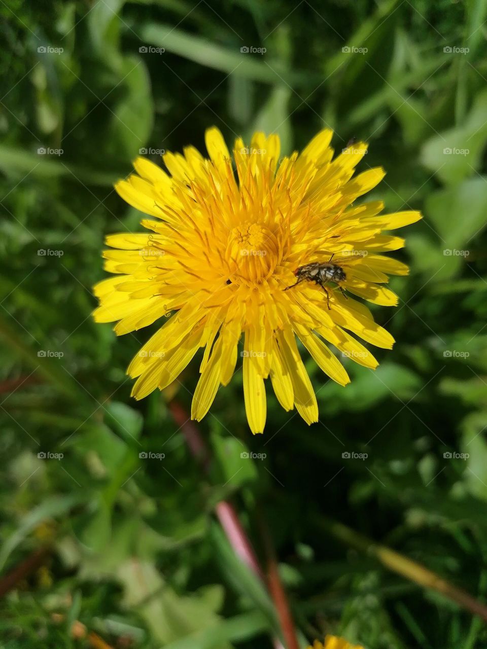 Dandelion