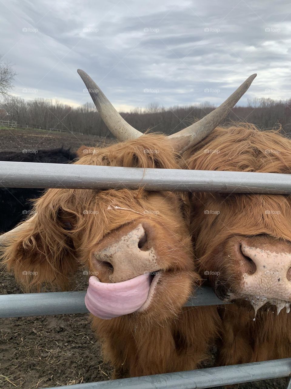 Orange highland cows with horns sticking tongue out, farm, farm animals, fluffy cows, agriculture