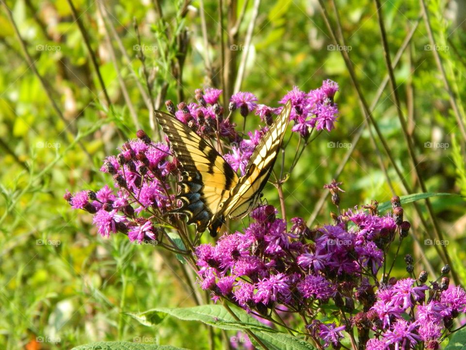 butterfly on purple flowers