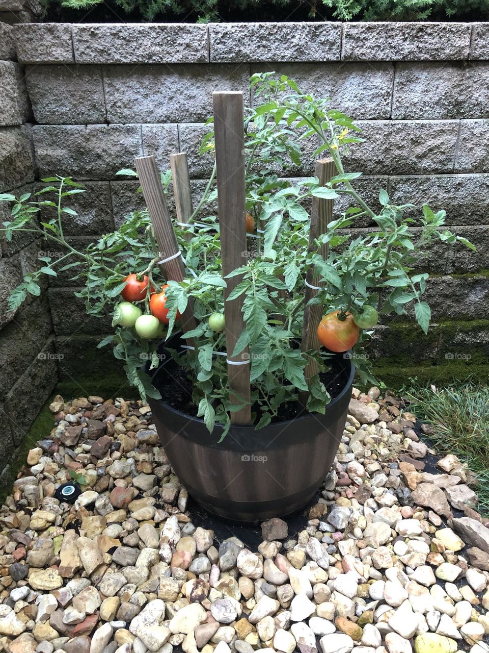 Better Boy Tomatoes