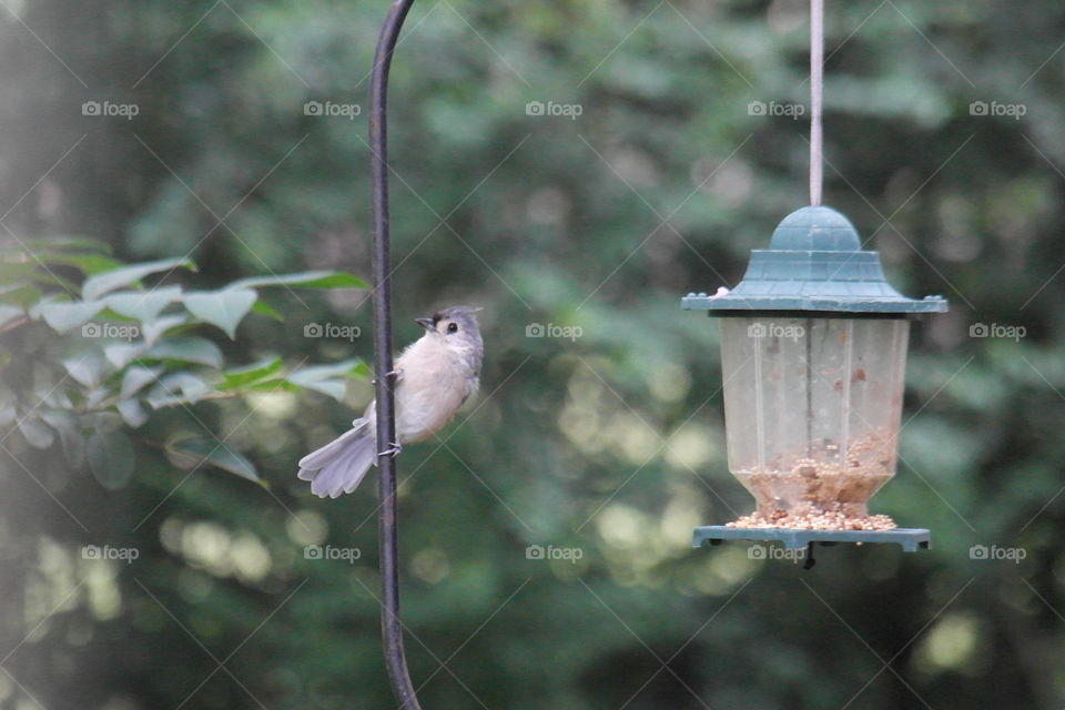 Tufted titmouse bird