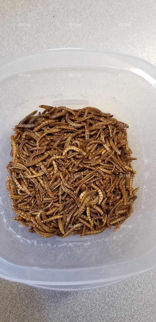 Delicious gluten free mealworms as a snack