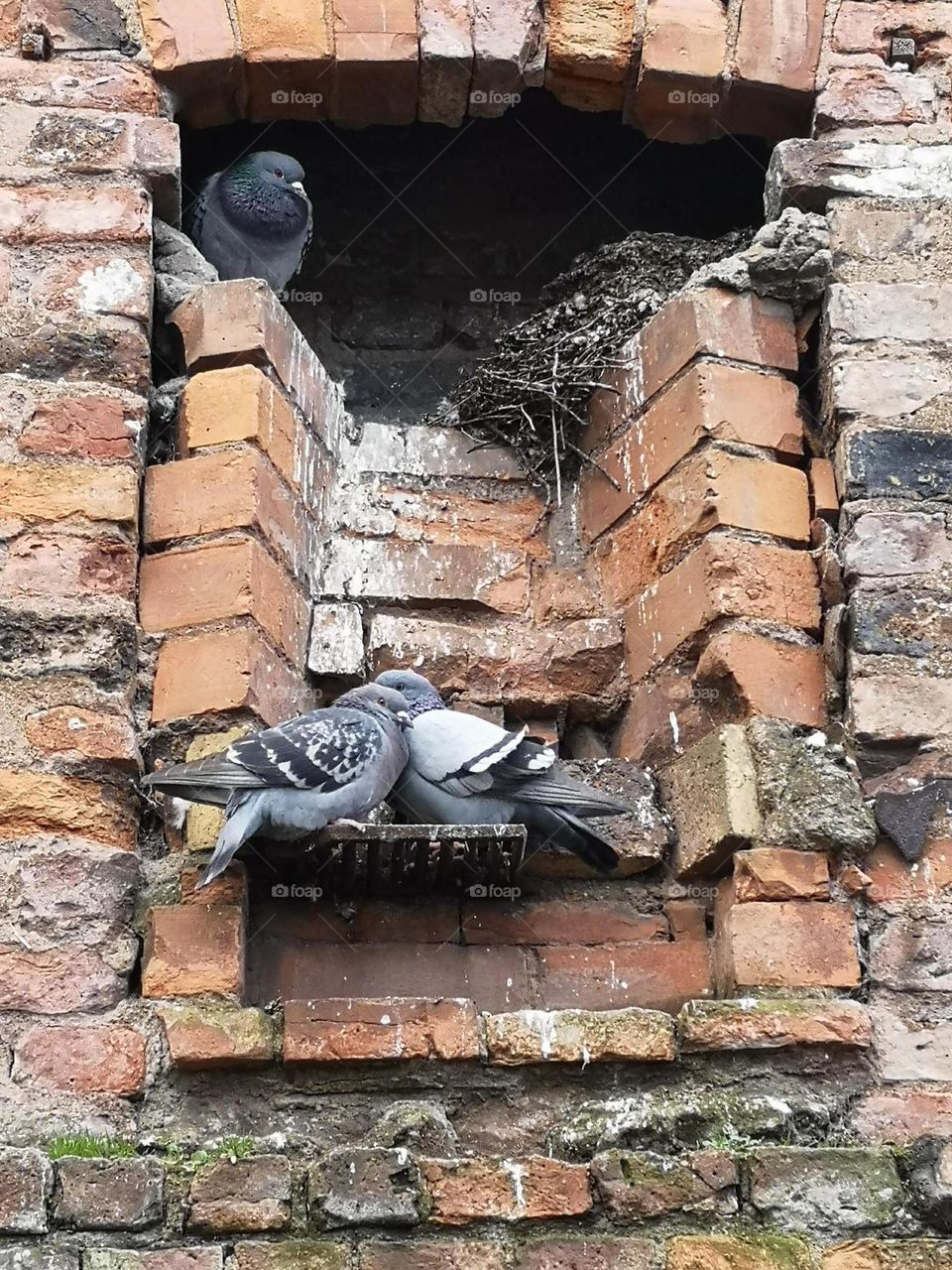 Pigeons