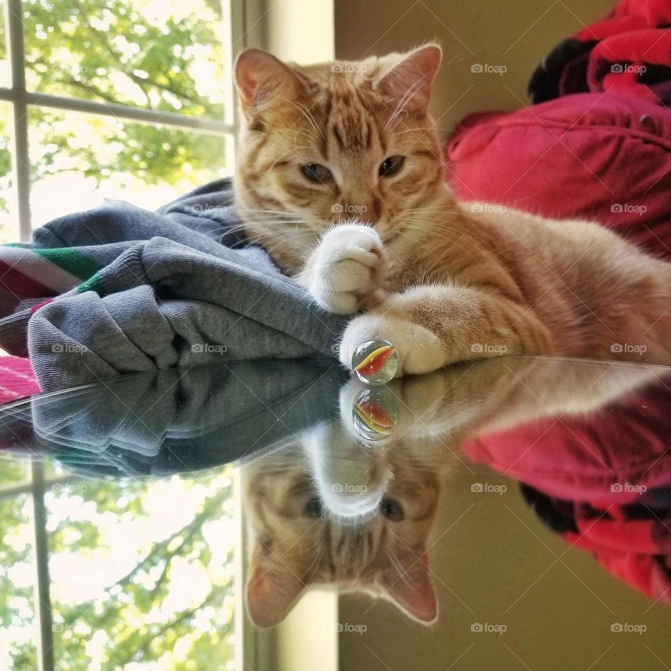 Ginger Kitty with a Marble Reflected in a Mirror