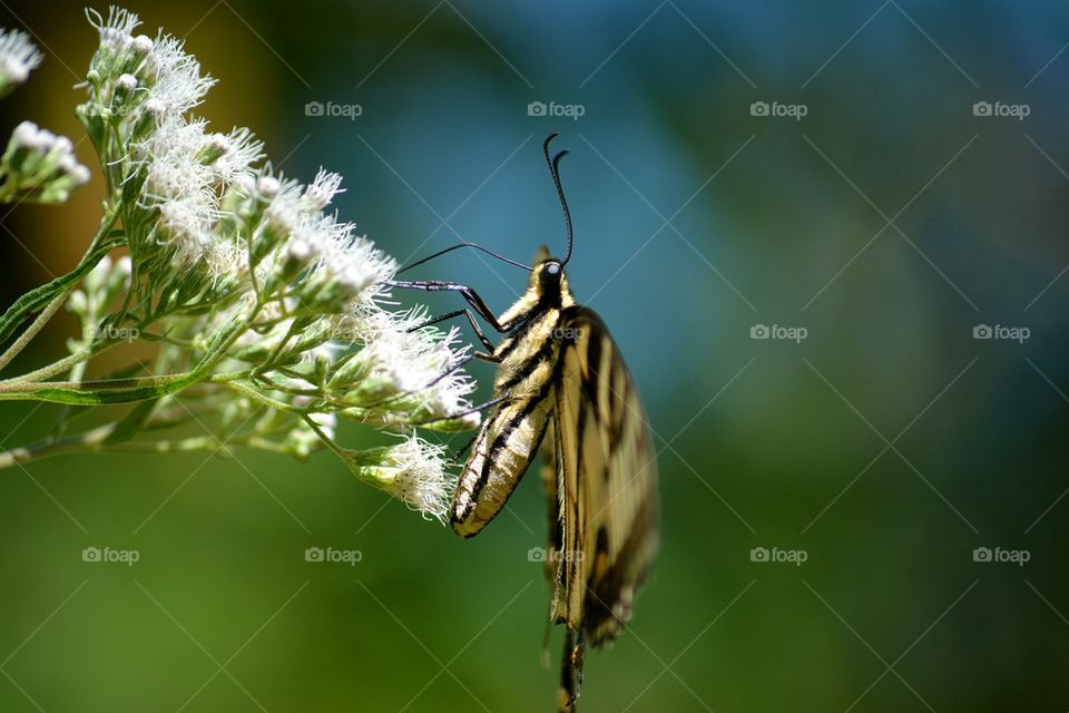 Tiger Swallowtail on White Wildflower