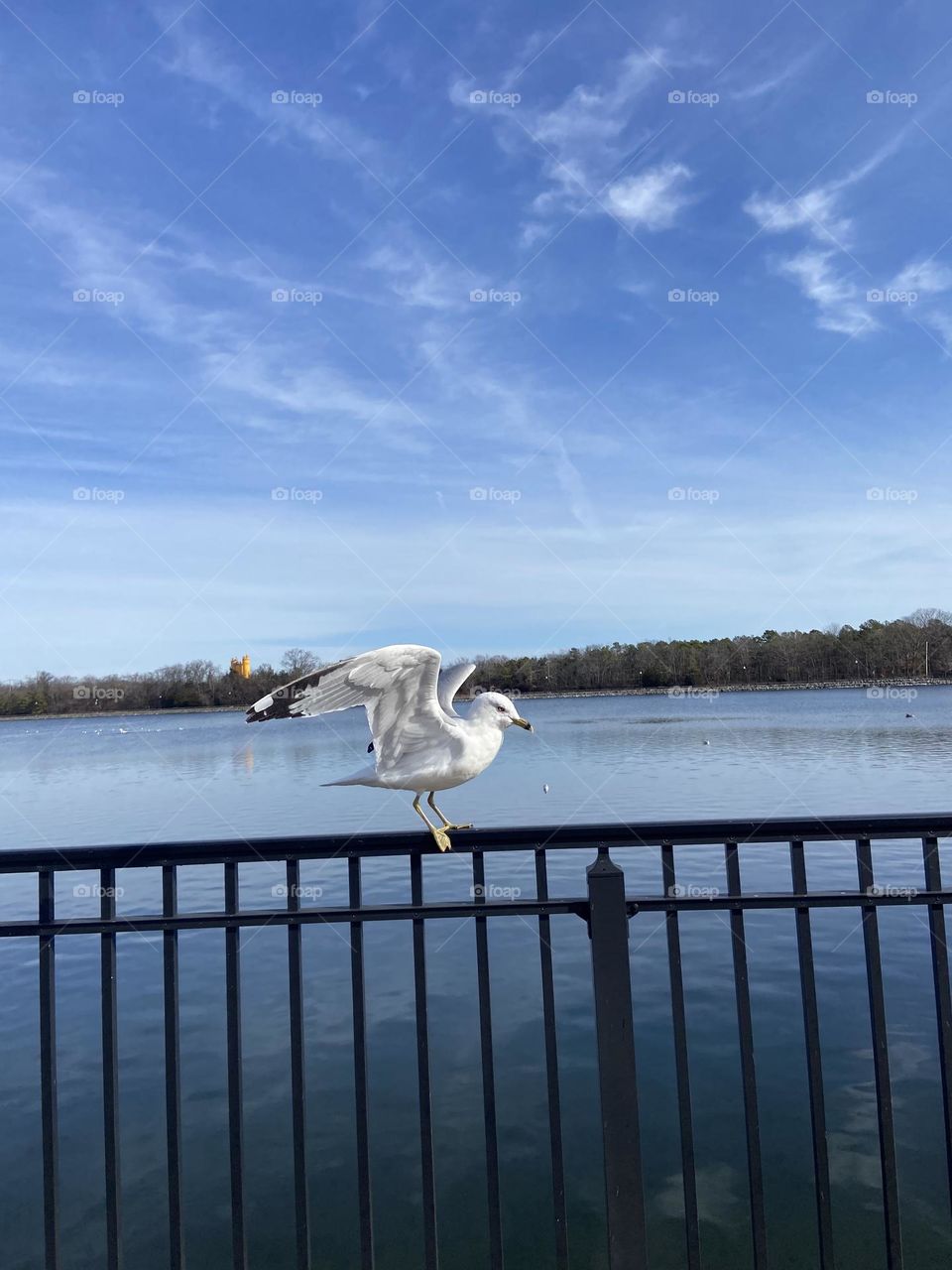 A seagull spreads its wings while perching on a fence surrounding a reservoir as if deciding whether or not to fly away. 