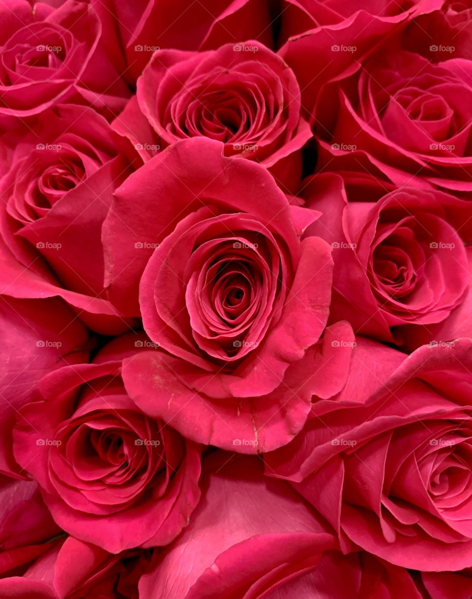 Pink Roses closeup