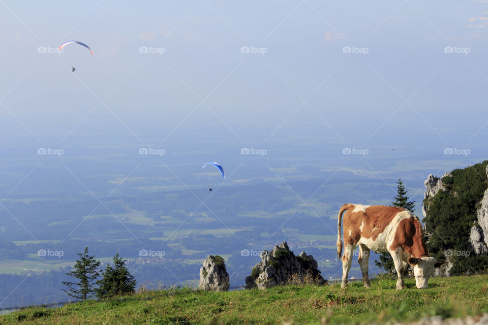 Cow grazing in field