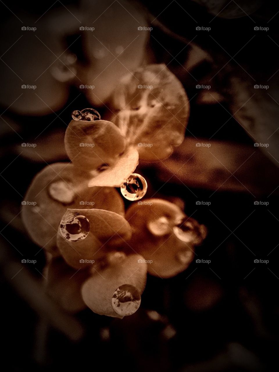 Red leaves and Dewdrops