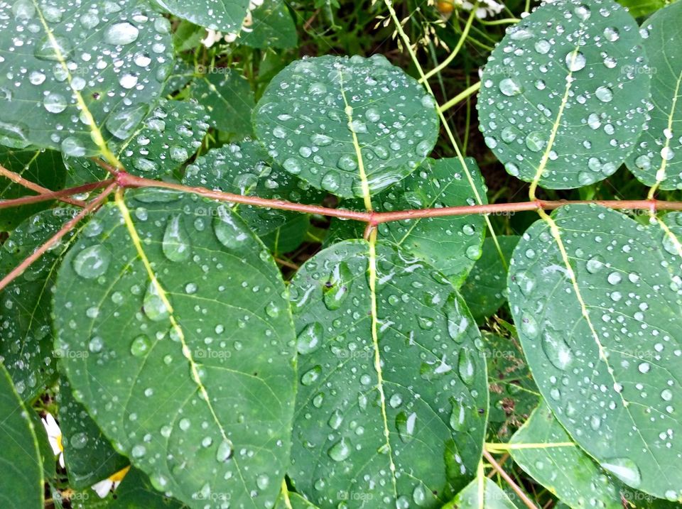 Rain drops on foliage 